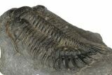 Spiny Delocare (Saharops) Trilobite - Bou Lachrhal, Morocco #189929-7